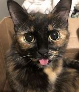 Image result for Tortoise Shell Lion Kitten