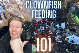 Image result for Clownfish Fry Food