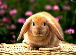 Image result for Pictures of Cute Easter Bunnies