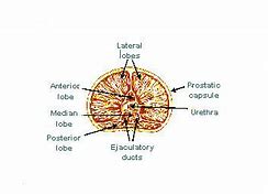 Image result for Prostate Gland Lobes