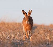 Image result for Brown Hare