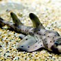 Image result for Horn Shark