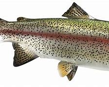 Image result for Trout Mounts