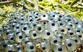 Image result for Egggs Frog