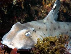 Image result for Horn Shark