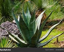 Image result for Agave Landscape Design