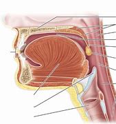 Image result for Parts of Oral Cavity