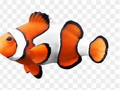 Image result for Anemone Fish No Background