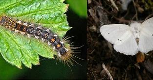 Image result for Domestic Brown Moth