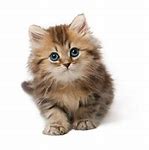 Image result for Kitten Lion Puddle Reflection PNG