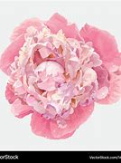 Image result for Peony Vector