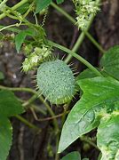 Image result for Cucumber Plant