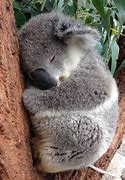 Image result for Koala Sleep