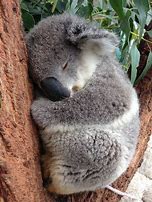 Image result for Koala Bear Sleep