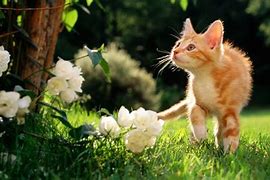 Image result for Spring Cat Wallpaper