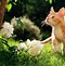 Image result for Spring Cat Screensavers