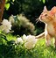 Image result for 3 Spring Cat Wallpaper