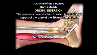 Image result for Peroneus Brevis Attachment