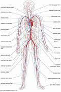 Image result for Arteries in Circulatory System