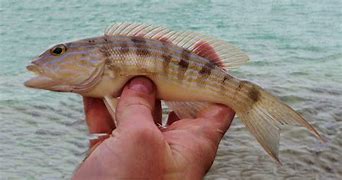 Image result for Saltwater Perch