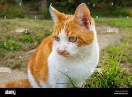 Image result for Ginger Cat with Amber Eyes