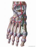 Image result for Dorsal Pedal Artery Anatomy