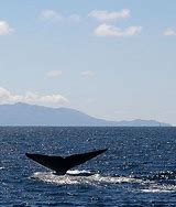 Image result for Blue Whale Aquarium of the Pacific