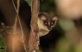 Image result for Dwarf Galago