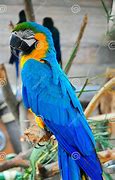 Image result for Macaw Blue Male