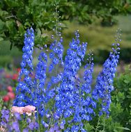 Image result for Pink Delphinium Flower