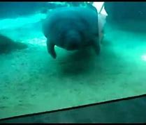 Image result for Manatee Emoji