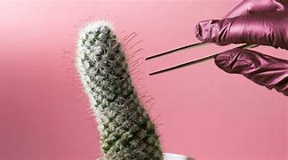 Image result for Chin Hair Design