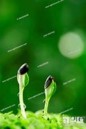 Image result for Two Cotyledons