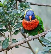 Image result for Brown Lorikeet