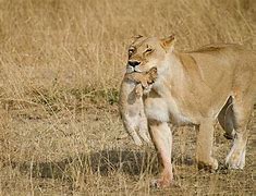 Image result for Lion Protecting Cub