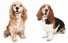 Image result for Basset Spaniel Mix