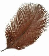 Image result for Brown Feather