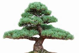 Image result for Pine Tree Forest Bonsai