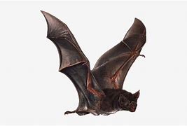 Image result for Vampire Bat Wings