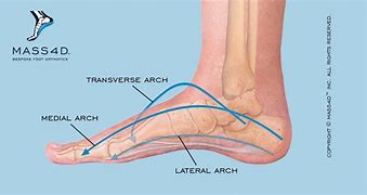 Image result for 3 Arches of the Foot