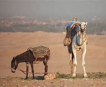 Image result for 4 Camels and a Dog