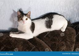 Image result for Grey Body White Oreng Spots Cat