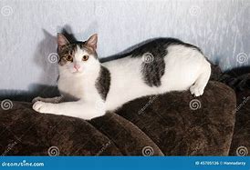 Image result for Beautiful White Cat with Spots