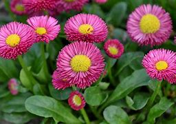 Image result for Margaryna Flora