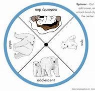 Image result for Polar Bear Life Cycle Chart