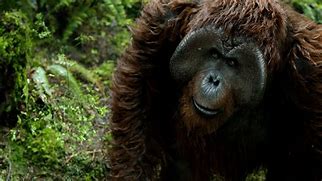 Image result for Maurice Monkey