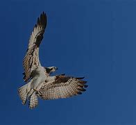 Image result for Osprey Pilots