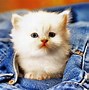 Image result for Imagen De Gato