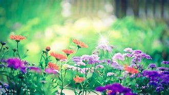 Image result for Flower Garden Screensavers Free