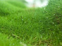 Image result for Zoysia Grass Lawn